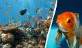 Рыбы не так безмолвны, как кажется: удивительные способы их общения