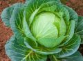 Почему листья капусты страдают от пятен и как с этим справиться?