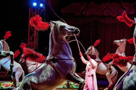 В России обсуждают запрет на использование животных в цирках