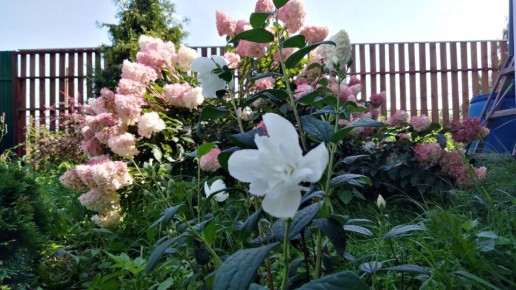 Жимолость расцвела в ноябре: что это значит для садоводов?