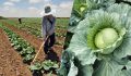 Как определить зрелость капусты: секреты сбора урожая