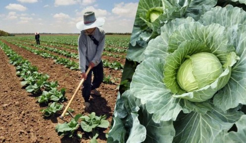 Как определить зрелость капусты: секреты сбора урожая