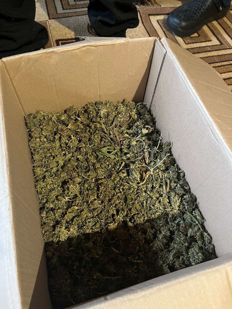 В Нерехте следователи органов внутренних дел направили в суд уголовное дело в отношении местного жителя, который выращивал и заготавливал коноплю В Нерехте следователи органов внутренних дел направили в суд уголовное дело в отношении местного жителя, который выращивал и заготавливал коноплю