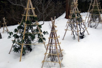 Ошибки подготовки сада к зиме: как избежать потерь и сохранить растения