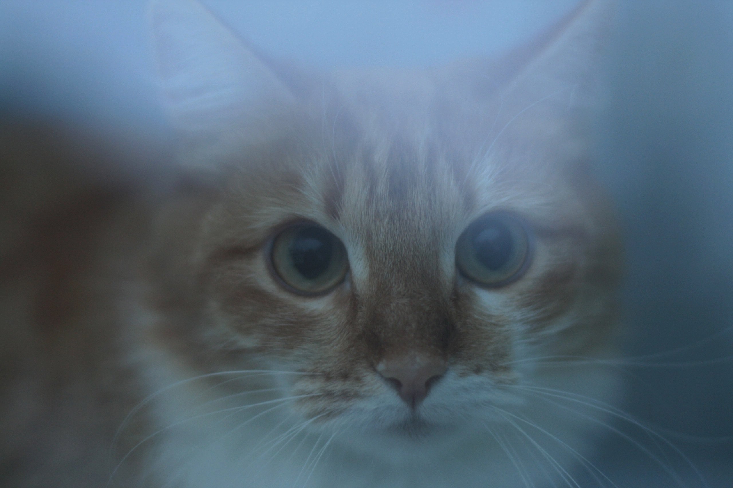 Кострома замерла в предвкушении снегопада