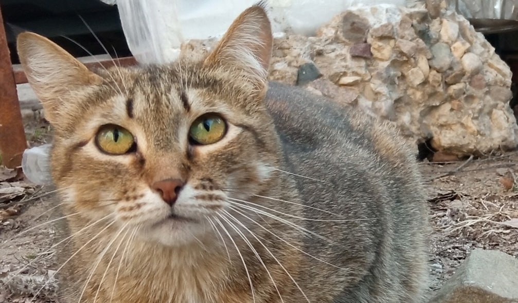 Пятничная слякоть в Костроме сменится воскресной гололедицей