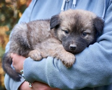 История о щенке, который вызвал аллергию и судебное истребление