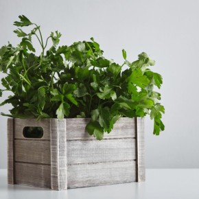 Как создать зелёный уголок в квартире: секреты успешного домашнего огородничества