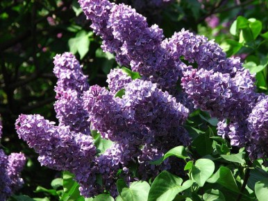 Кустарники для ленивого садоводства: красота без усилий