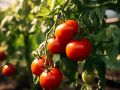 Как продлить сбор помидоров: секреты от опытных садоводов