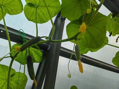 Почему избыток листьев угрожает урожаю огурцов и как предотвратить проблемы