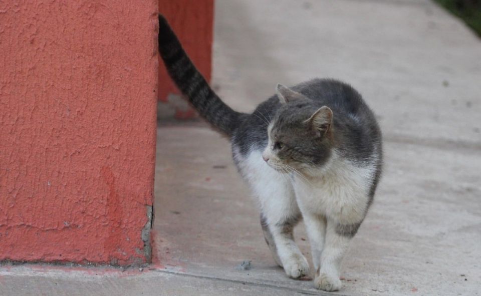 Скользко и коварно: из-за колебаний температур в Костроме сохранится гололедица