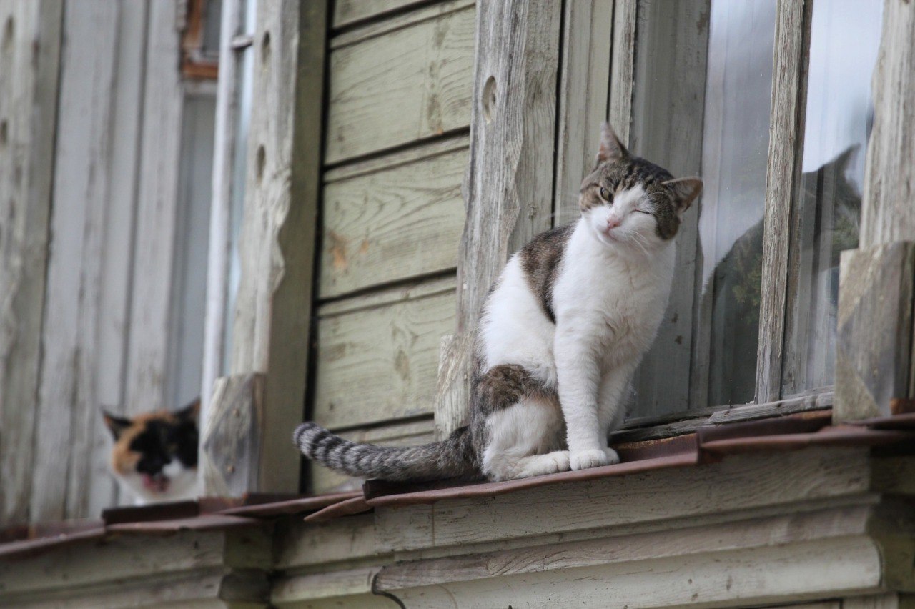 Погода в Костроме не может определиться между осенью и зимой