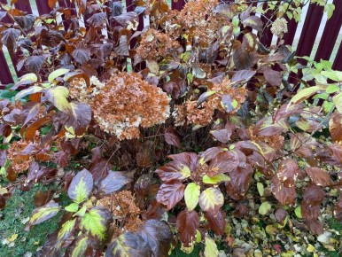 Как правильно обрезать древовидные гортензии: секреты профессионалов