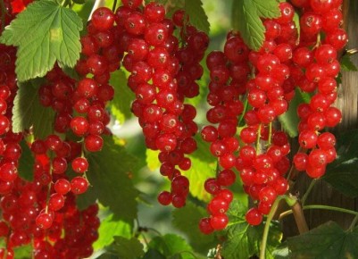 Как правильно удобрять смородину для богатого урожая ягод