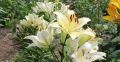 После цветения лилий: секреты ухода для пышных клумб