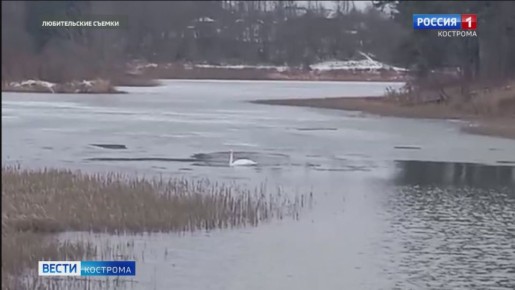 Одинокий лебедь попал в ледовый плен на костромском озере