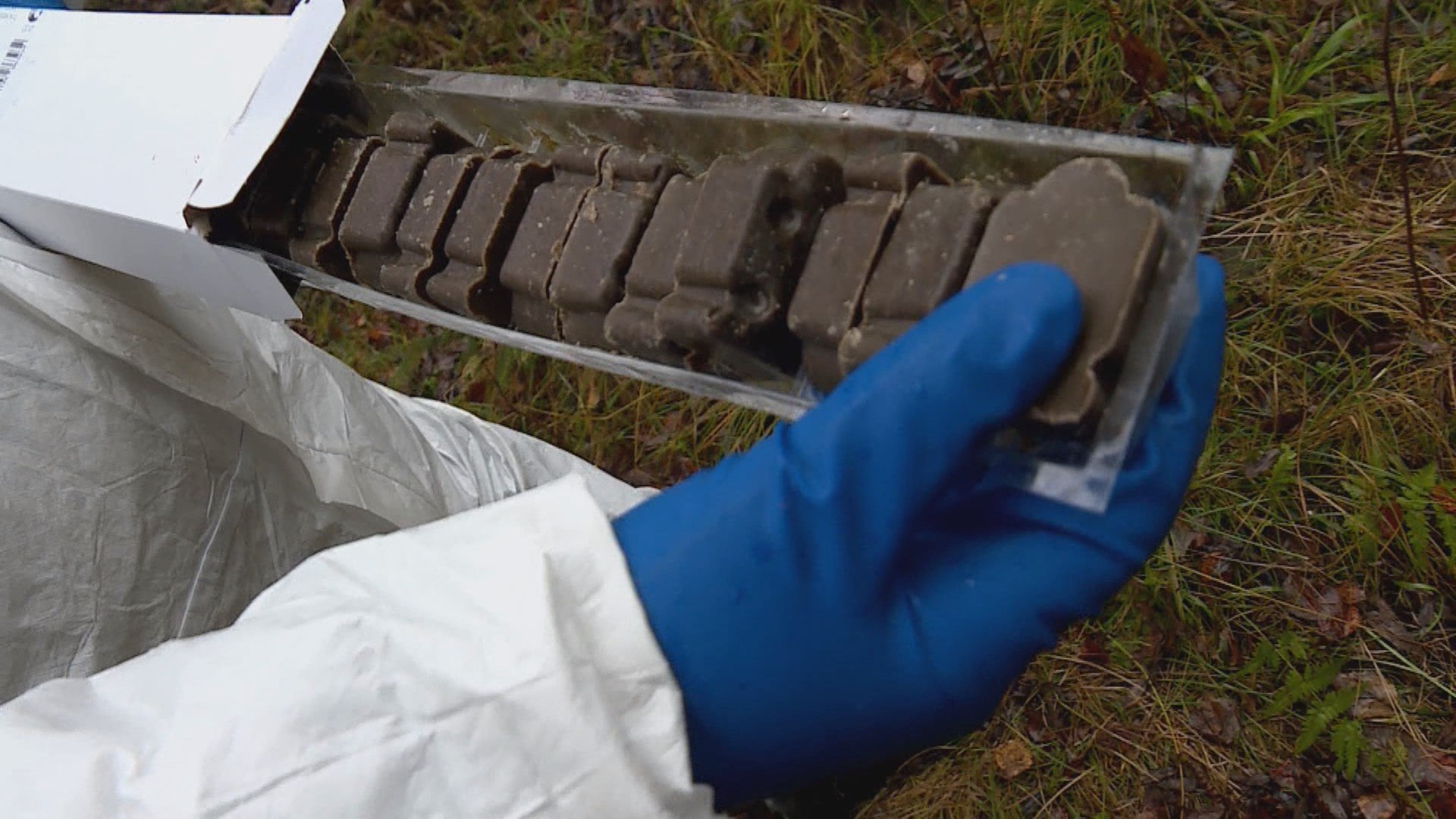 В костромских лесах станет меньше бешеных животных