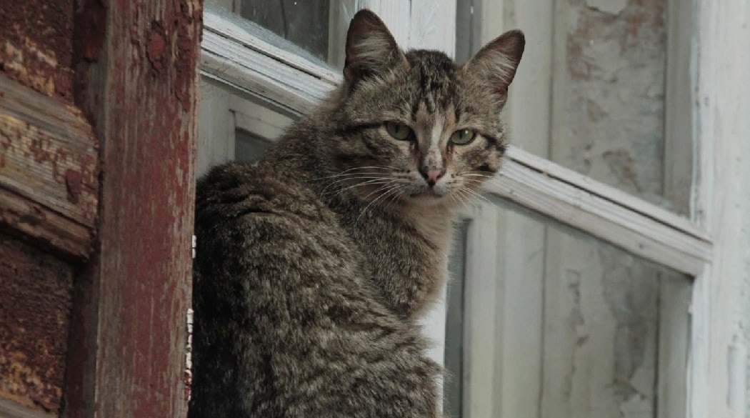 Зима взяла отгул: ноябрь продлевает осень в Костроме