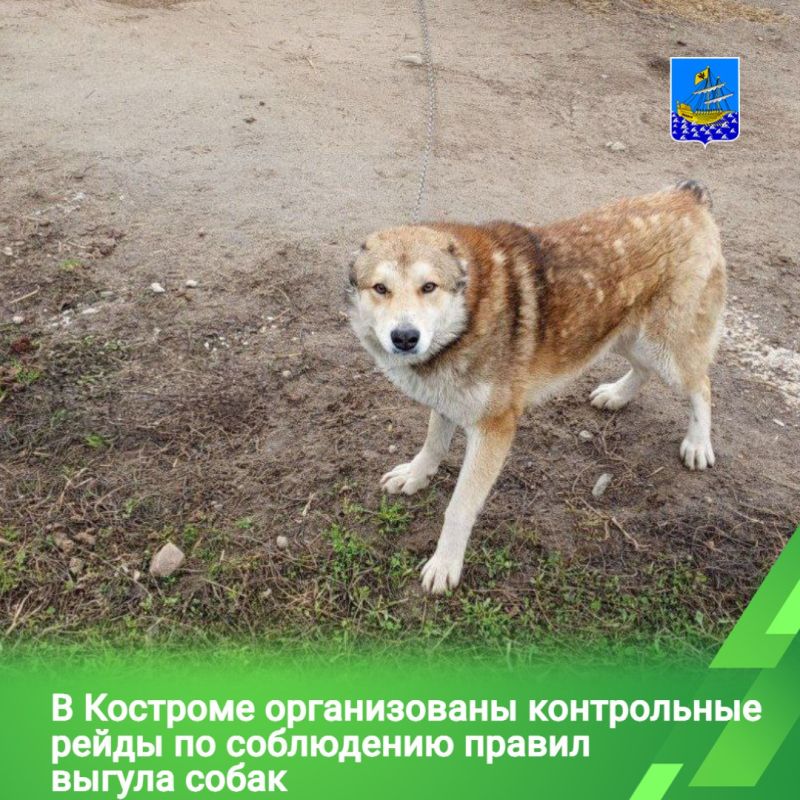 Регулярные рейды по местам традиционного выгула собак проводят специалисты управления муниципальных инспекций совместно с сотрудниками правоохранительных органов