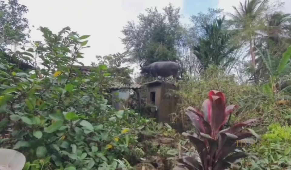 Буйвол, который живет на крыше - какая страна, такой и Карлсон: