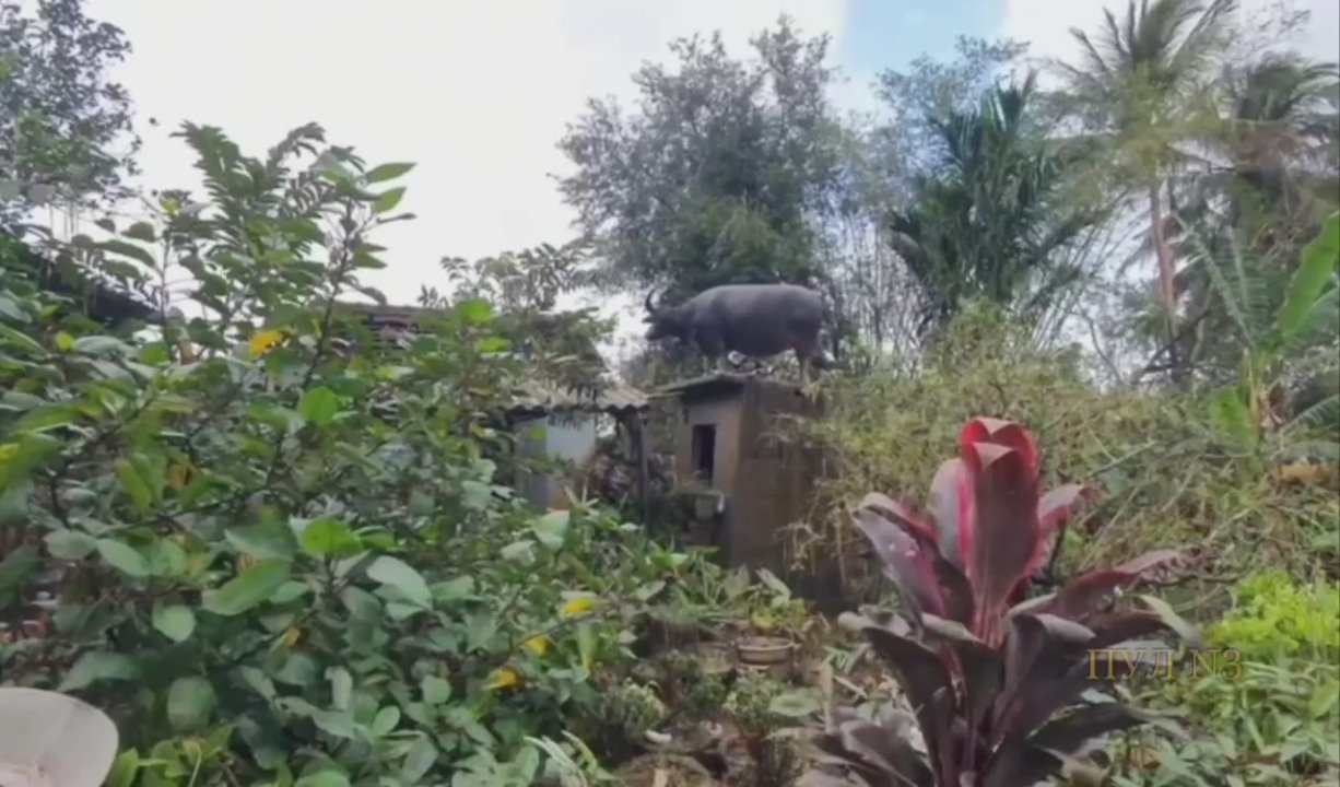 Буйвол, который живет на крыше - какая страна, такой и Карлсон: