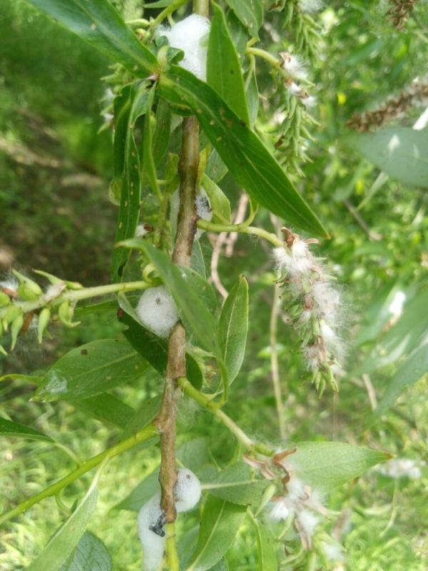 Слюнявая пенница: опасен ли вредитель и его пена?