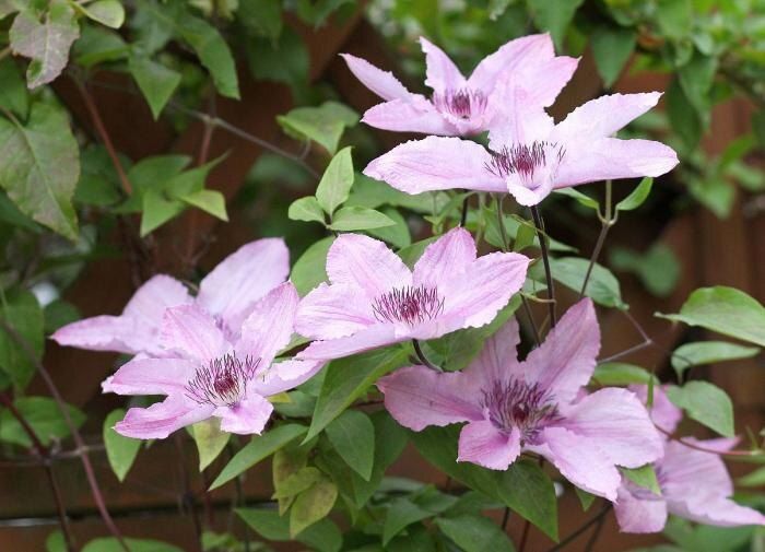 Причины и решения проблемы увядания клематисов