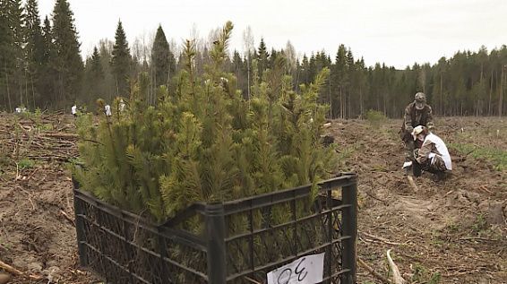 В Костромской области перевыполнен план по лесовосстановлению