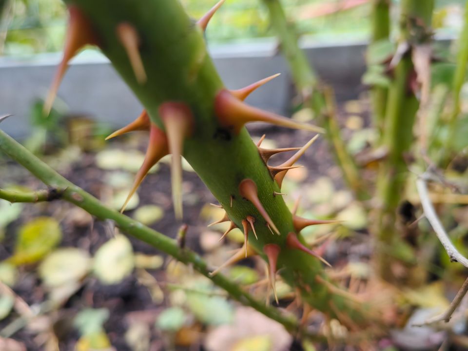 Как подготовить розы к зиме, не повредив руки: советы по выбору перчаток