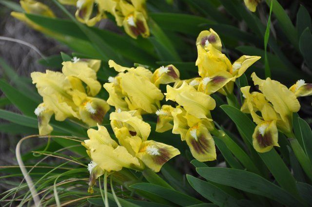 Как создать живой цветник: секреты успешного выращивания многолетних цветов из семян