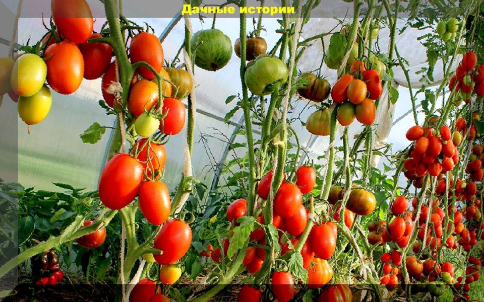 Как защитить томаты от болезней и ускорить их созревание в конце лета