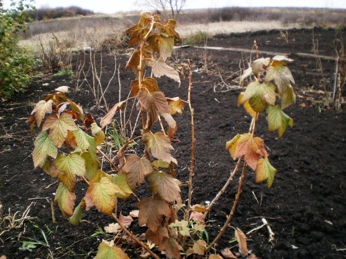 Осенние заботы о смородине: важные шаги для крепкого урожая
