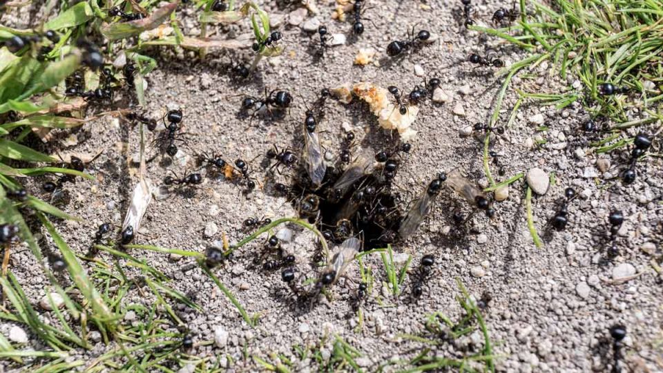 Эффективные и безопасные средства от муравьев для вашего участка