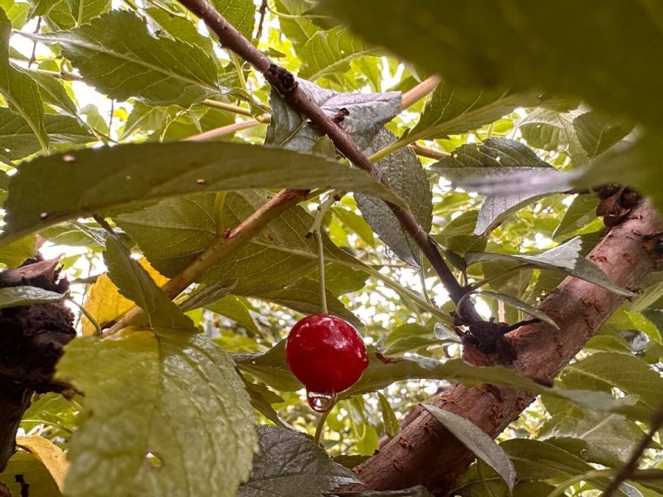Вишневые проблемы: как спасти ваш урожай от горечи и невзгод