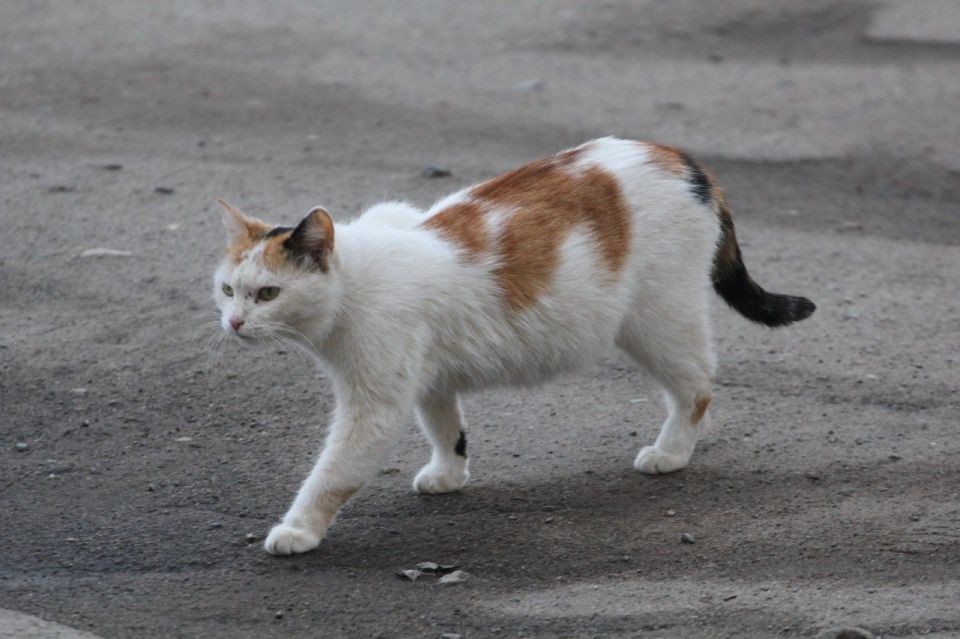 В первый день зимы на костромских улицах нет даже намека на снег