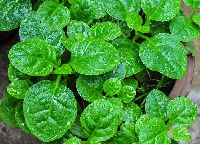 5 лучших растений-компаньонов для шпината: как защитить урожай от вредителей