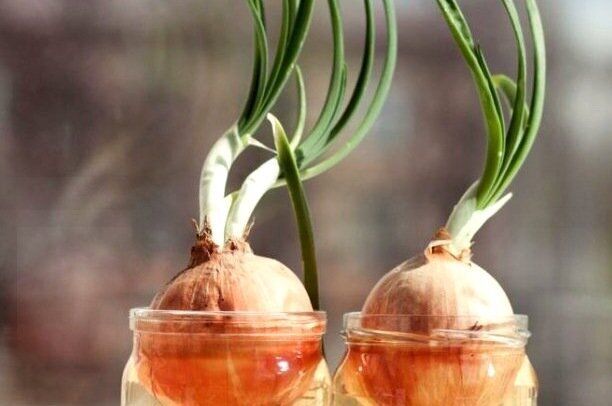 Как избежать распространенных ошибок при выращивании лука на зеленую шелуху зимой