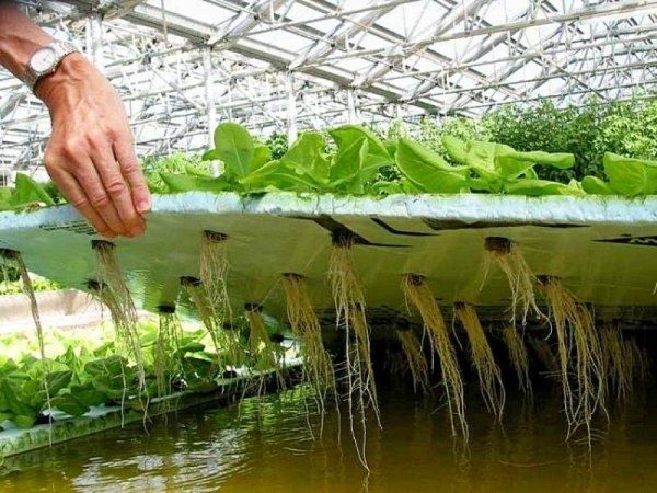 Что использовать вместо земли для комнатных растений: неожиданные альтернативы