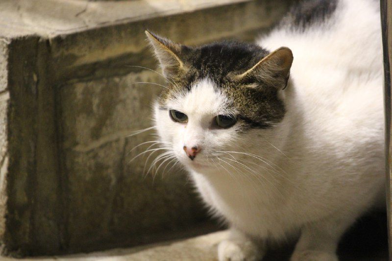 Декабрь в Костроме продолжит удерживать температуру выше климатической нормы