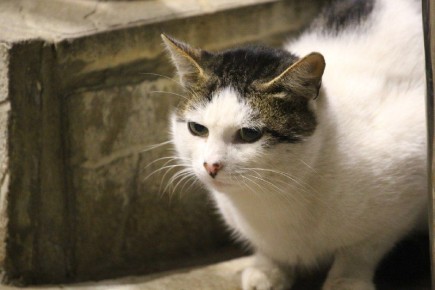 Декабрь в Костроме продолжит удерживать температуру выше климатической нормы