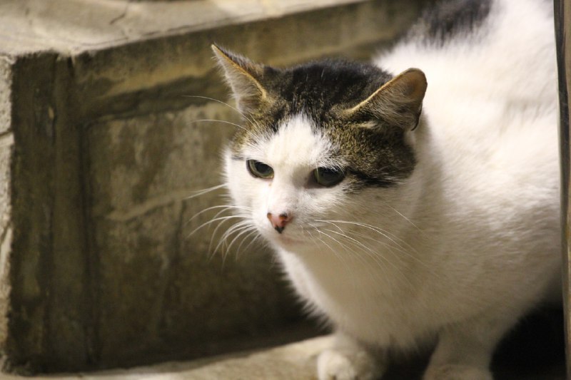 Декабрь в Костроме продолжит удерживать температуру выше климатической нормы