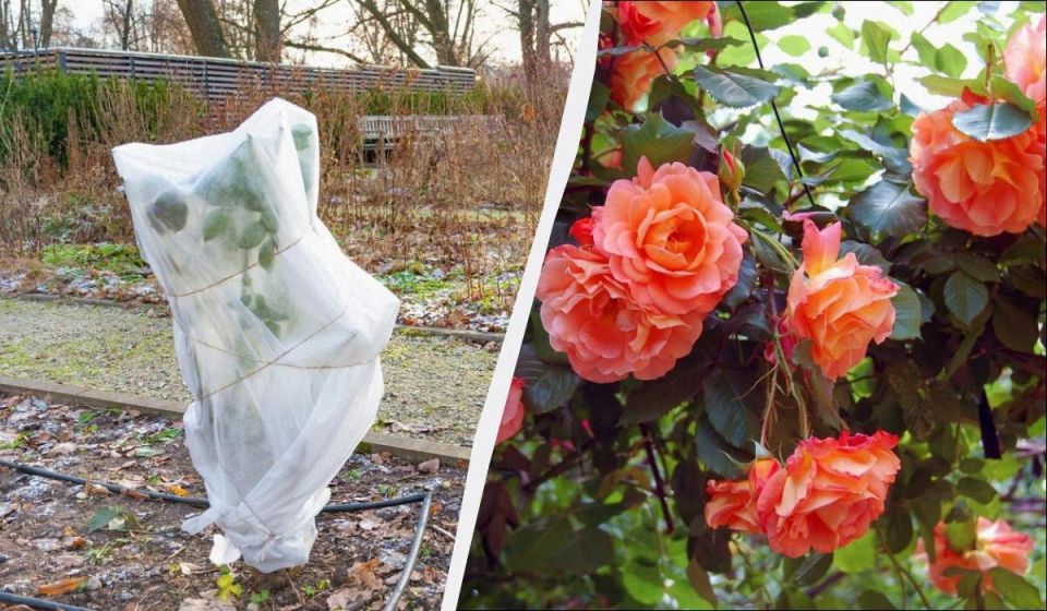 ��� ��������� ���� � ������ ������: ������� ������ �� �������