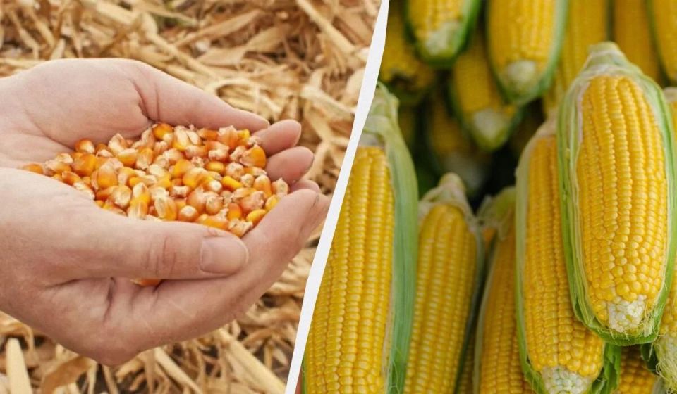Тепло приходит: когда правильно сажать кукурузу в 2025 году?