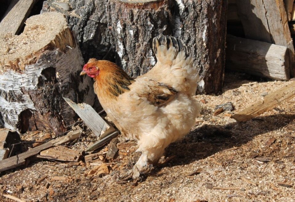 ��� ������, ���� ���� �������� ����� �������� ��?