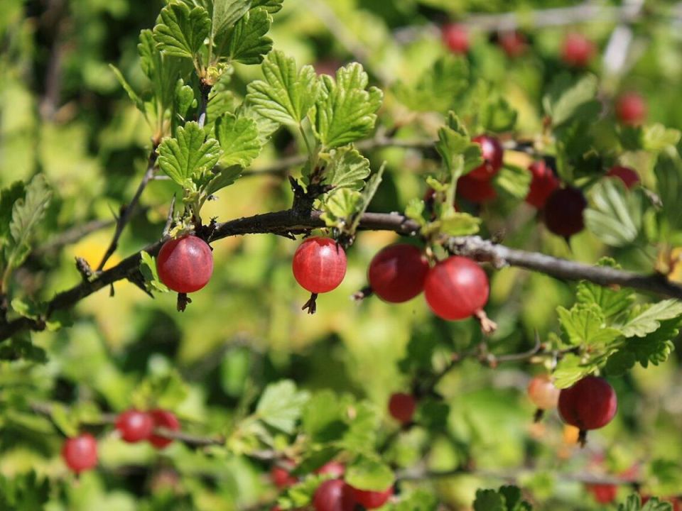 ��� ��������� ��������� � �������: ����� � ��� ��� ������� ���������