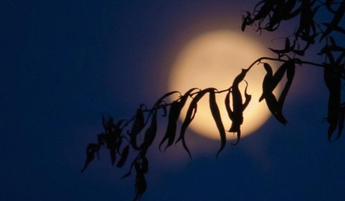 Суперлуние в 2025 году: что принесет Луна Охотника каждому знаку Зодиака