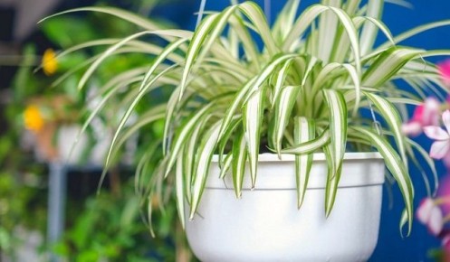 Как растения могут стать вашим новым экологичным кондиционером
