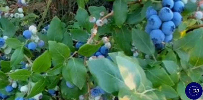 Голубика в вашем саду: советы по выращиванию и уходу