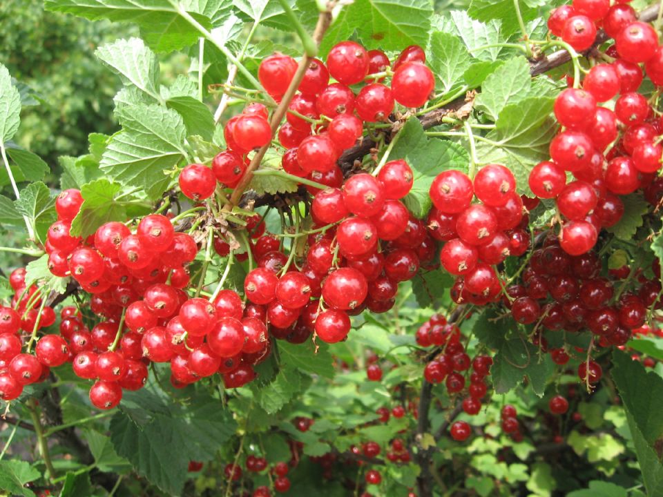 Смородина: черная или красная?